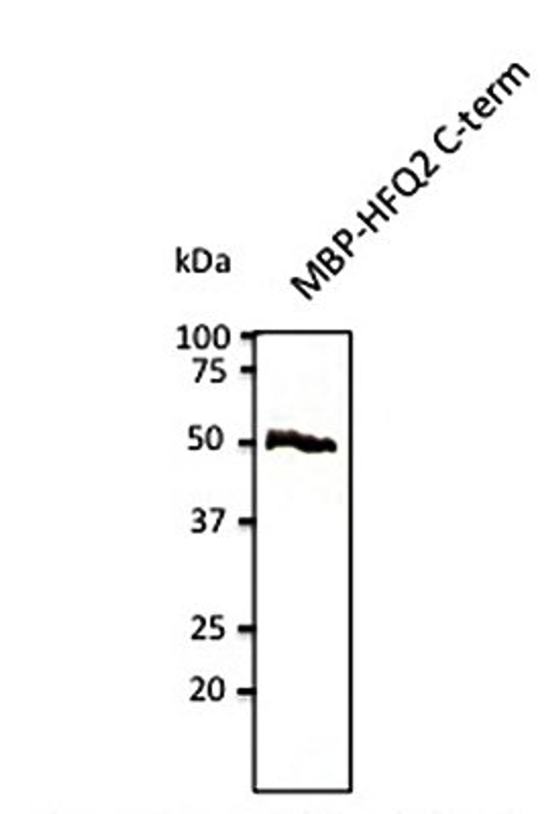 Western blot analysis of MBP-HFQ2 (C-term) using HFQ2 antibody.