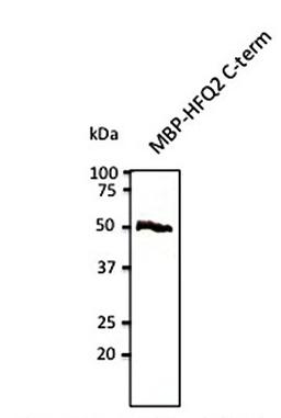 Western blot analysis of MBP-HFQ2 (C-term) using HFQ2 antibody.