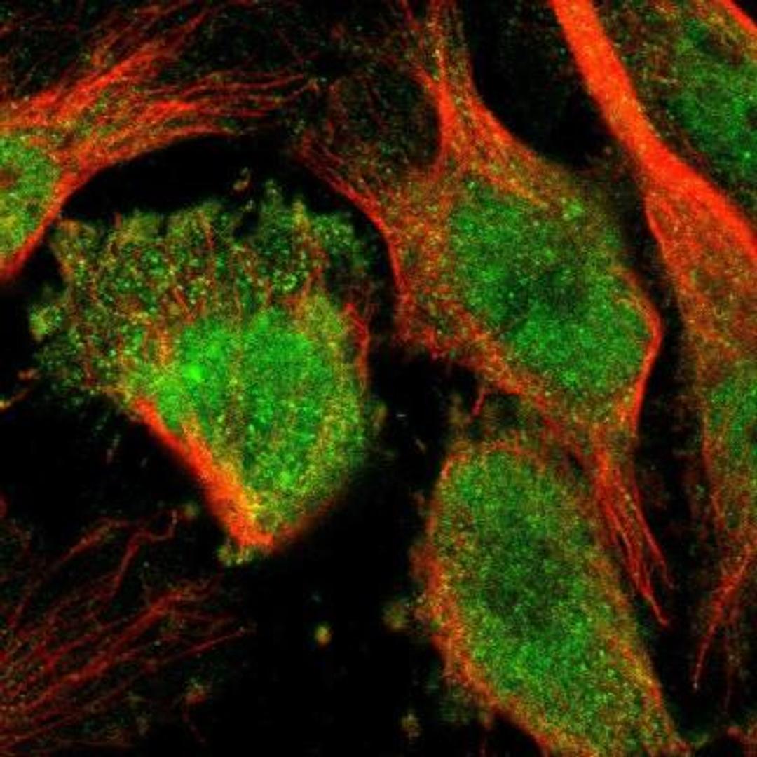 Immunocytochemistry/Immunofluorescence: Paladin Antibody [NBP1-80953] - staining of human cell line U-251MG shows positivity in nucleus but not nucleoli & cytoplasm.