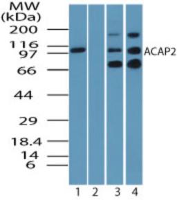 Western Blot: Centaurin beta 2 Antibody [NBP2-24528] - analysis of ACAP2 in human testis lysate in the 1) absence and 2) presence of immunizing peptide, 3) mouse testis lysate and 4) rat testis lysate using ACAP2 antibody at 0.25 ug/ml. I goat anti-rabbit Ig HRP secondary antibody and PicoTect ECL substrate solution were used for this test.