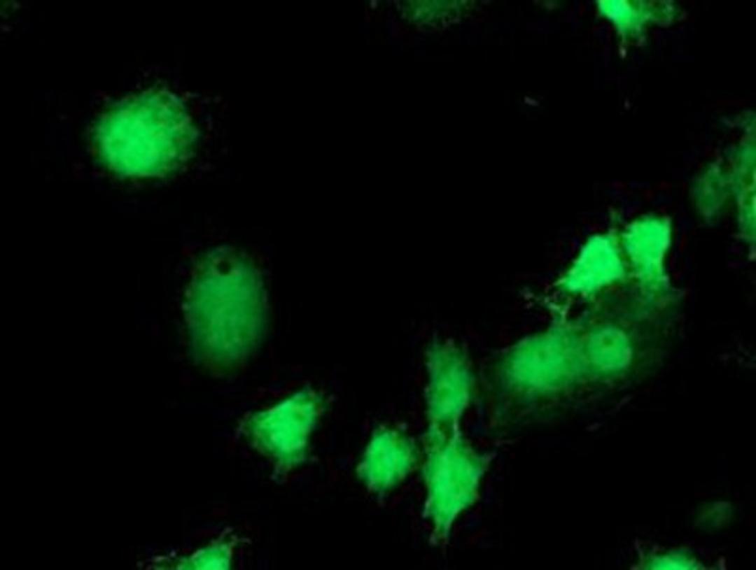 Immunocytochemistry/Immunofluorescence: eIF2B3 Antibody (1A4) [NBP2-01370] - Staining of COS7 cells transiently transfected by pCMV6-ENTRY eIF2B3.