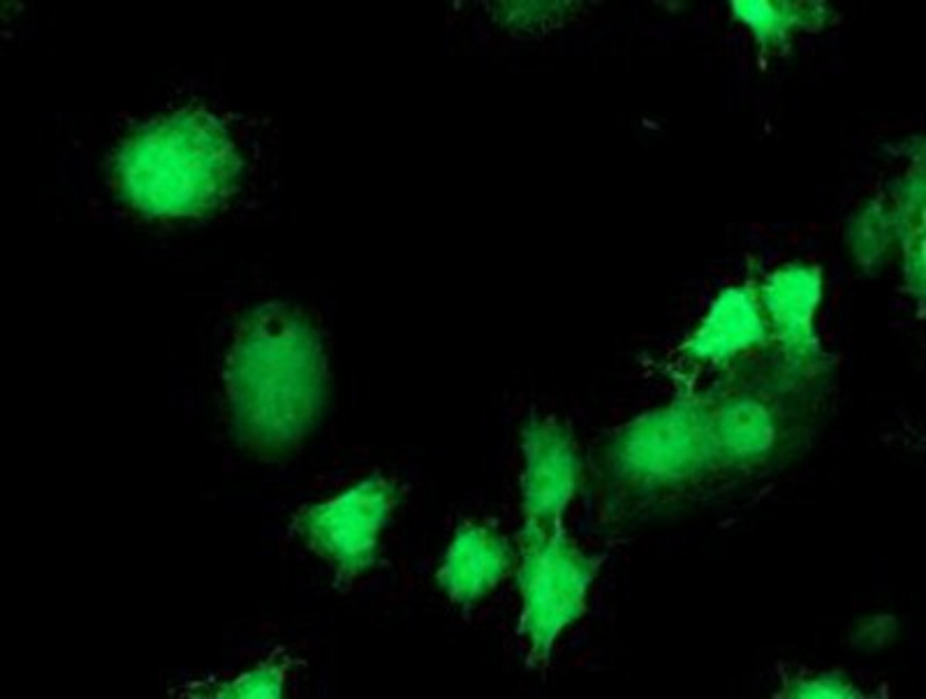 Immunocytochemistry/Immunofluorescence: eIF2B3 Antibody (1A4) [NBP2-01370] - Staining of COS7 cells transiently transfected by pCMV6-ENTRY eIF2B3.