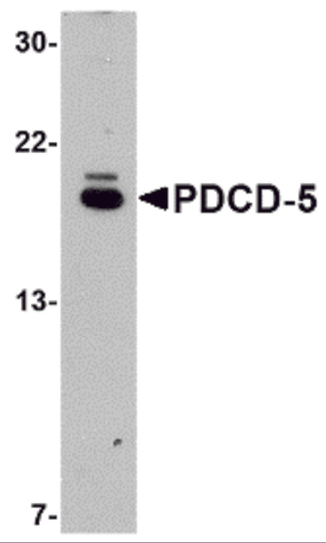 Western blot analysis of PDCD5 in EL4 cell lysate with PDCD5 antibody at 1&#956;g/mL.