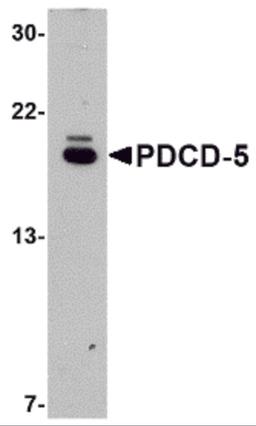 Western blot analysis of PDCD5 in EL4 cell lysate with PDCD5 antibody at 1&#956;g/mL.