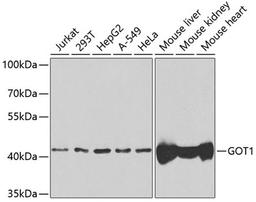 Western blot - GOT1 antibody (A5822)