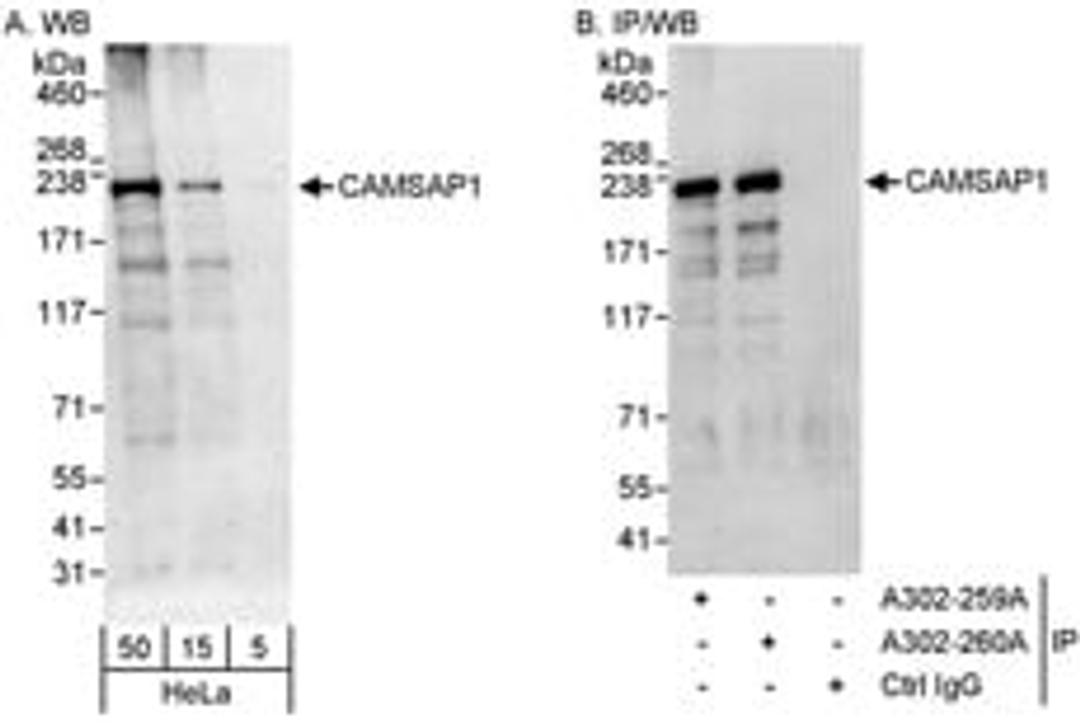 Detection of human CAMSAP1 by western blot and immunoprecipitation.