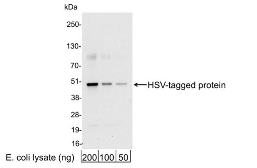 Detection of HSV-tagged Protein by WB.