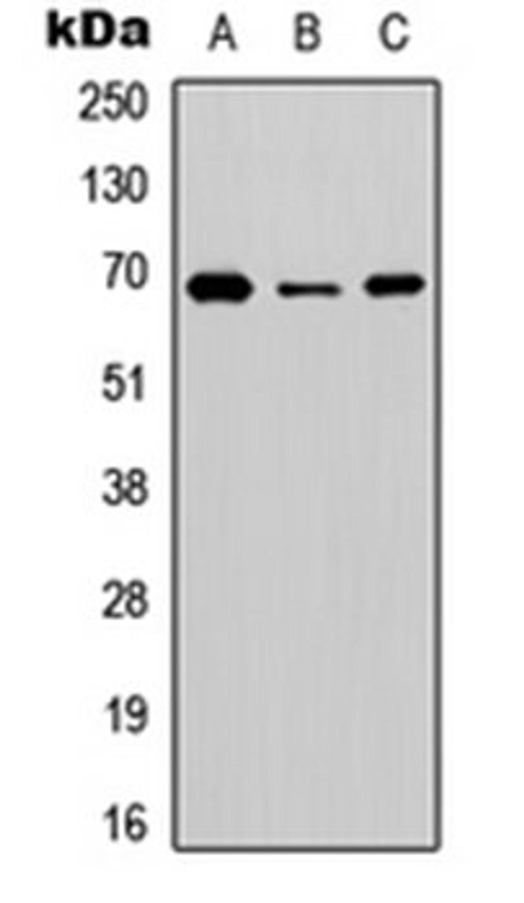 Western blot analysis of HEK293T (Lane 1), NS-1 (Lane 2), PC12 (Lane 3) whole cell lysates using BGT-1 antibody