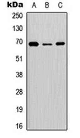 Western blot analysis of HEK293T (Lane 1), NS-1 (Lane 2), PC12 (Lane 3) whole cell lysates using BGT-1 antibody