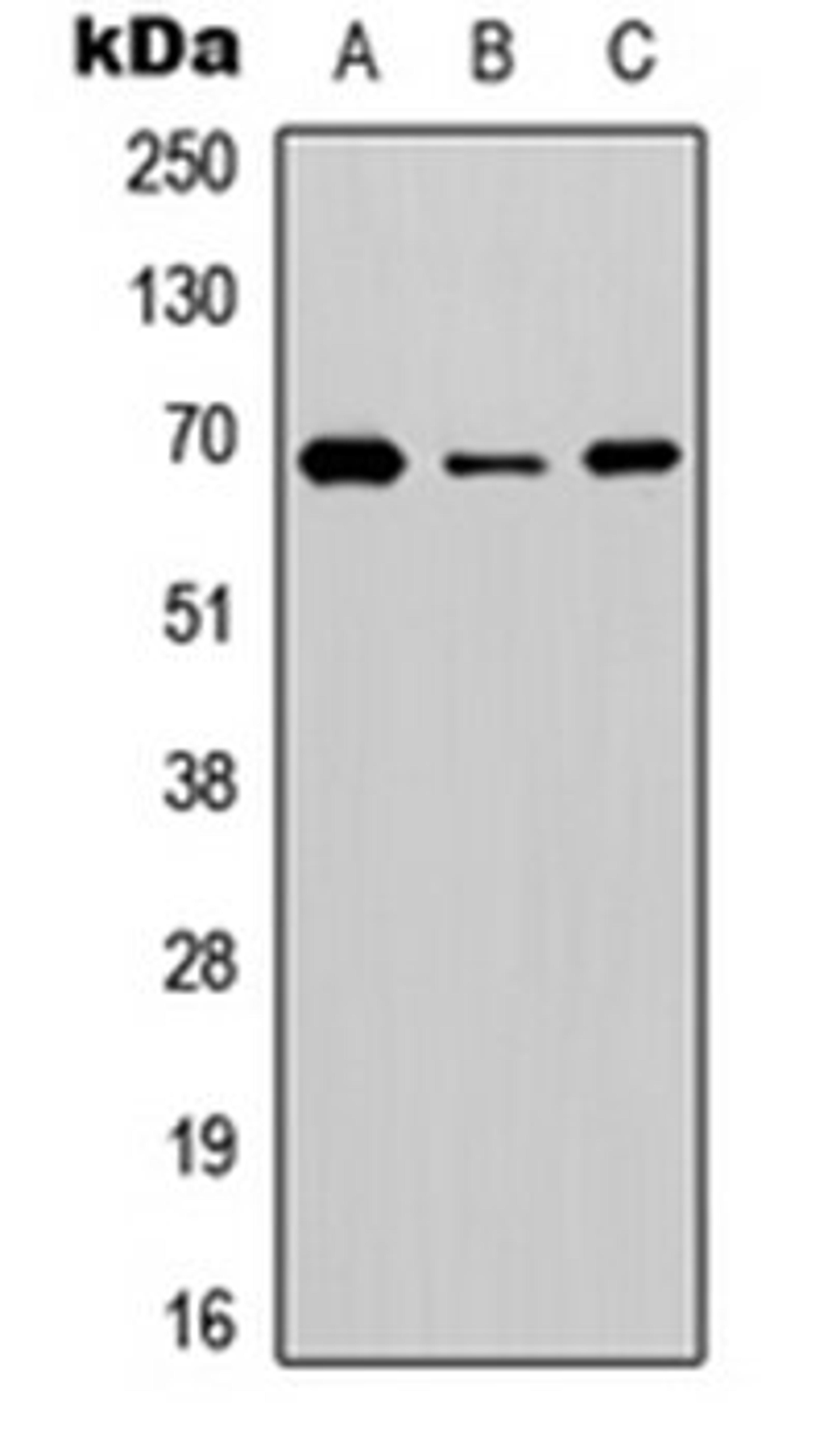 Western blot analysis of HEK293T (Lane 1), NS-1 (Lane 2), PC12 (Lane 3) whole cell lysates using BGT-1 antibody