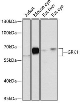 Western blot - GRK1 antibody (A2966)