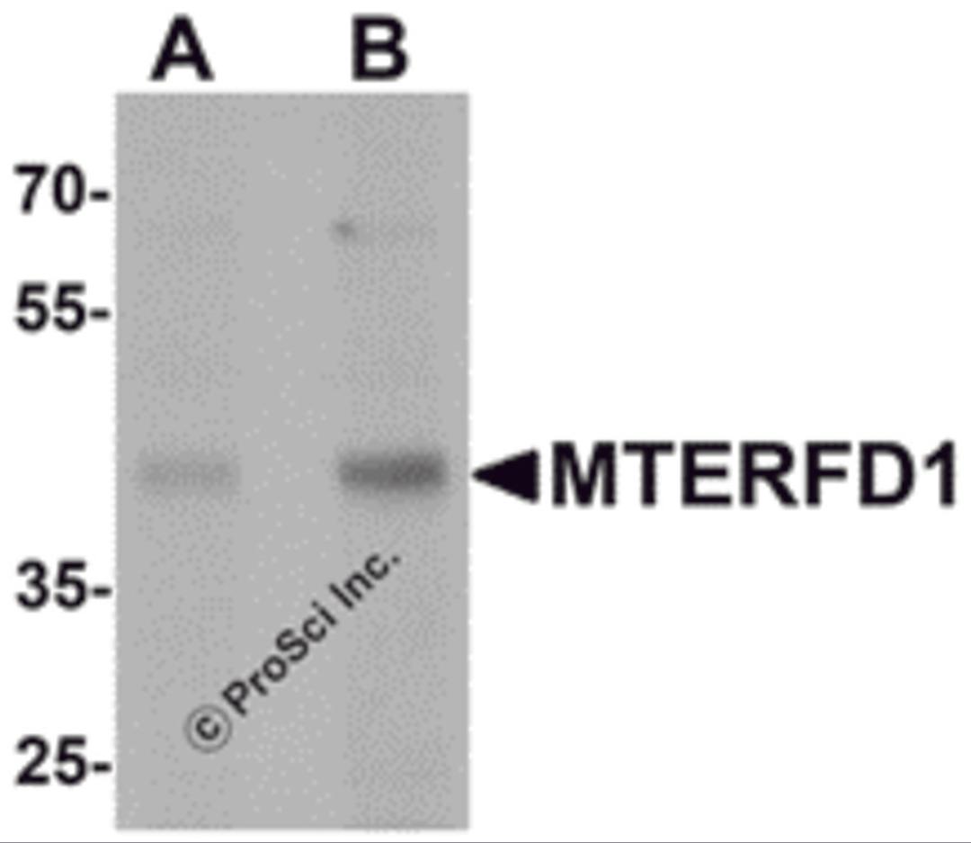 Western blot analysis of MTERFD1 in 3T3 cell lysate with MTERFD1 antibody at (A) 1 and (B) 2 μg/mL.