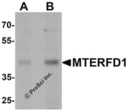 Western blot analysis of MTERFD1 in 3T3 cell lysate with MTERFD1 antibody at (A) 1 and (B) 2 μg/mL.