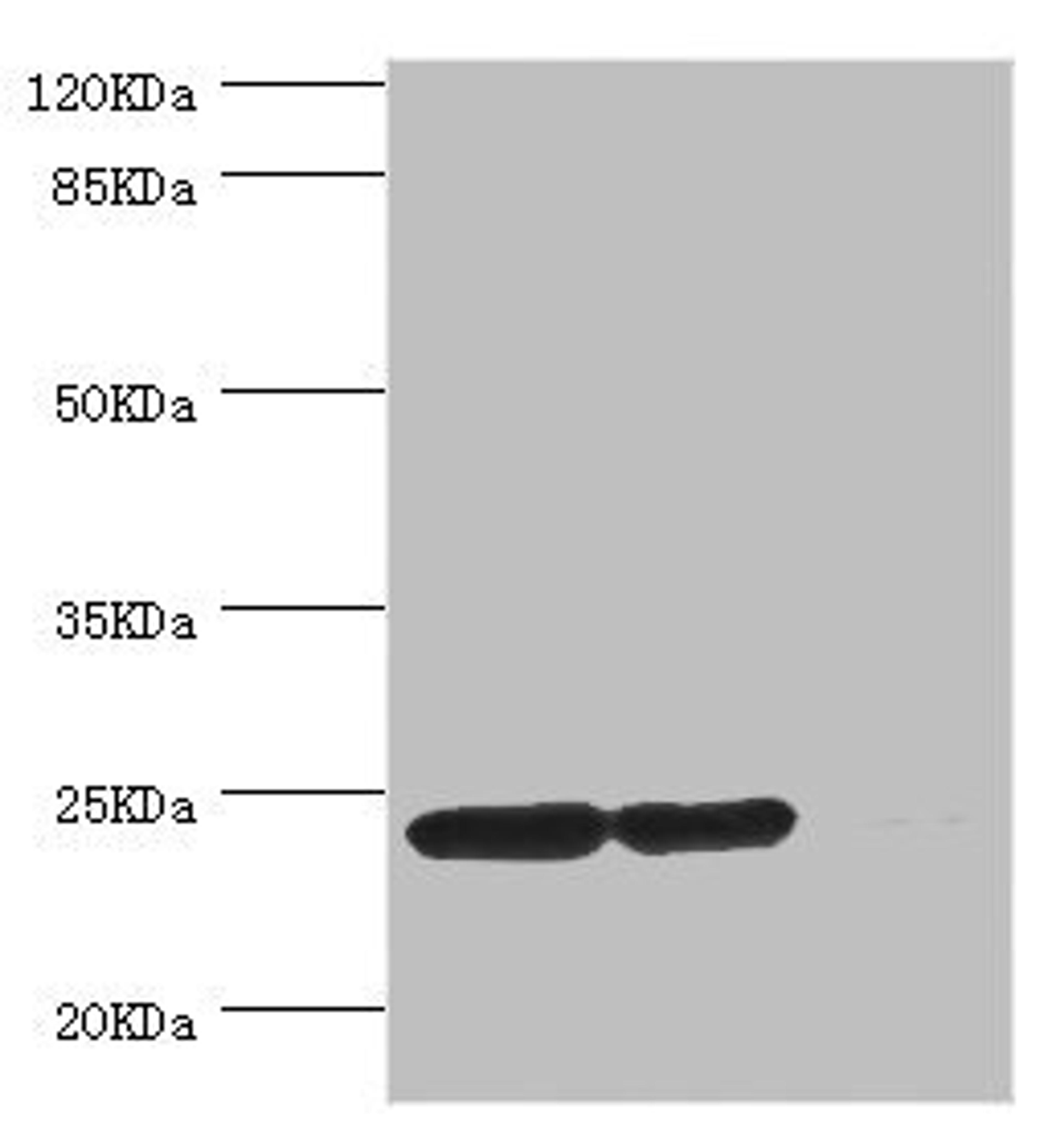 Western blot. All lanes: DTYMK antibody at 5.15ug/ml. Lane 1: Hela whole cell lysate. Lane 2: HepG2 whole cell lysate. Lane 3: Rat gonad tissue. Secondary. Goat polyclonal to rabbit IgG at 1/10000 dilution. Predicted band size: 24, 22 kDa. Observed band size: 24 kDa.