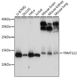 Western blot - TRMT112 antibody (A14310)