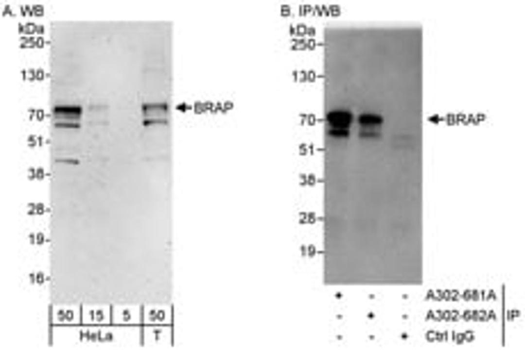 Detection of human BRAP by western blot and immunoprecipitation.