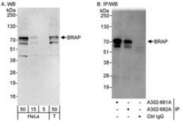 Detection of human BRAP by western blot and immunoprecipitation.