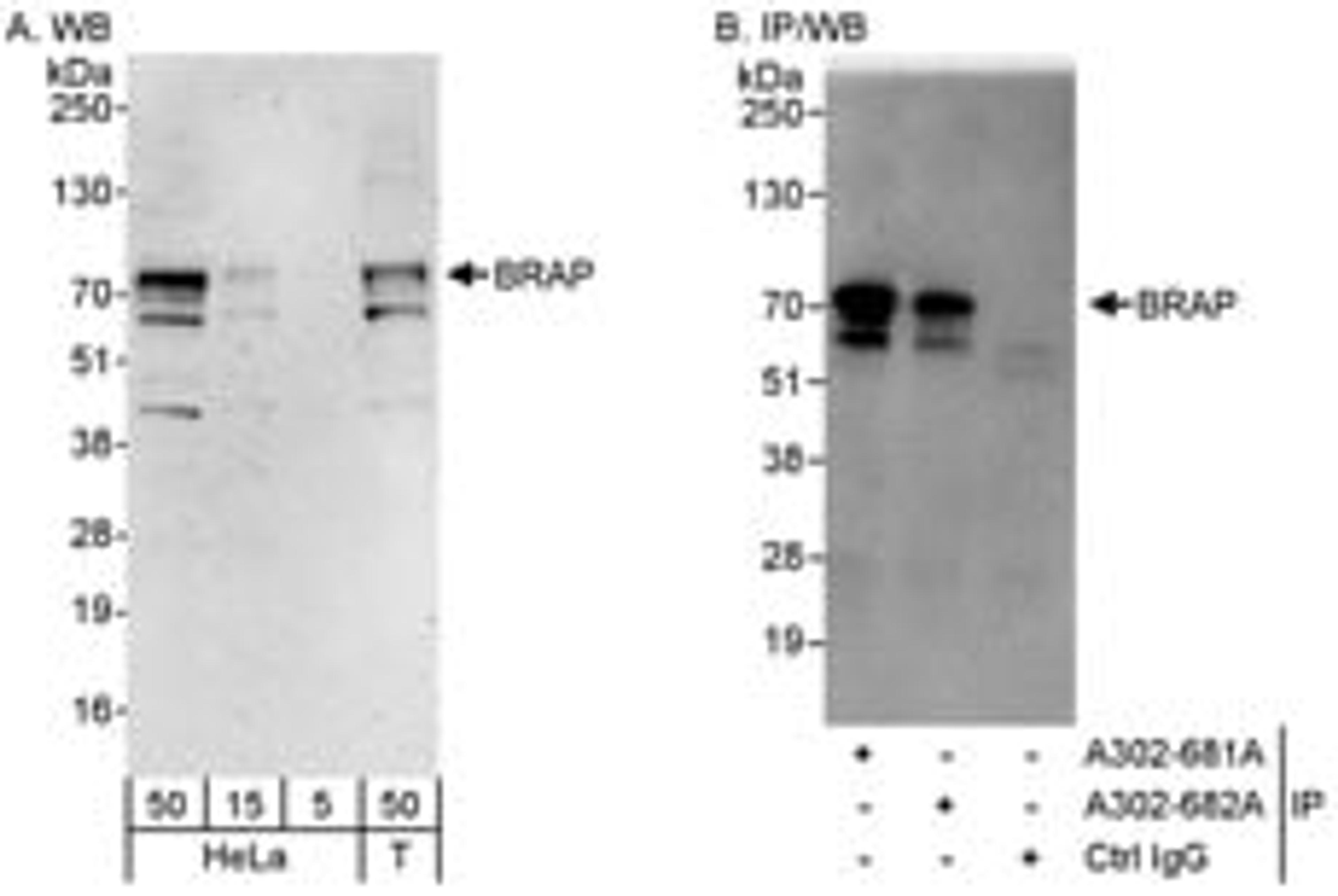 Detection of human BRAP by western blot and immunoprecipitation.