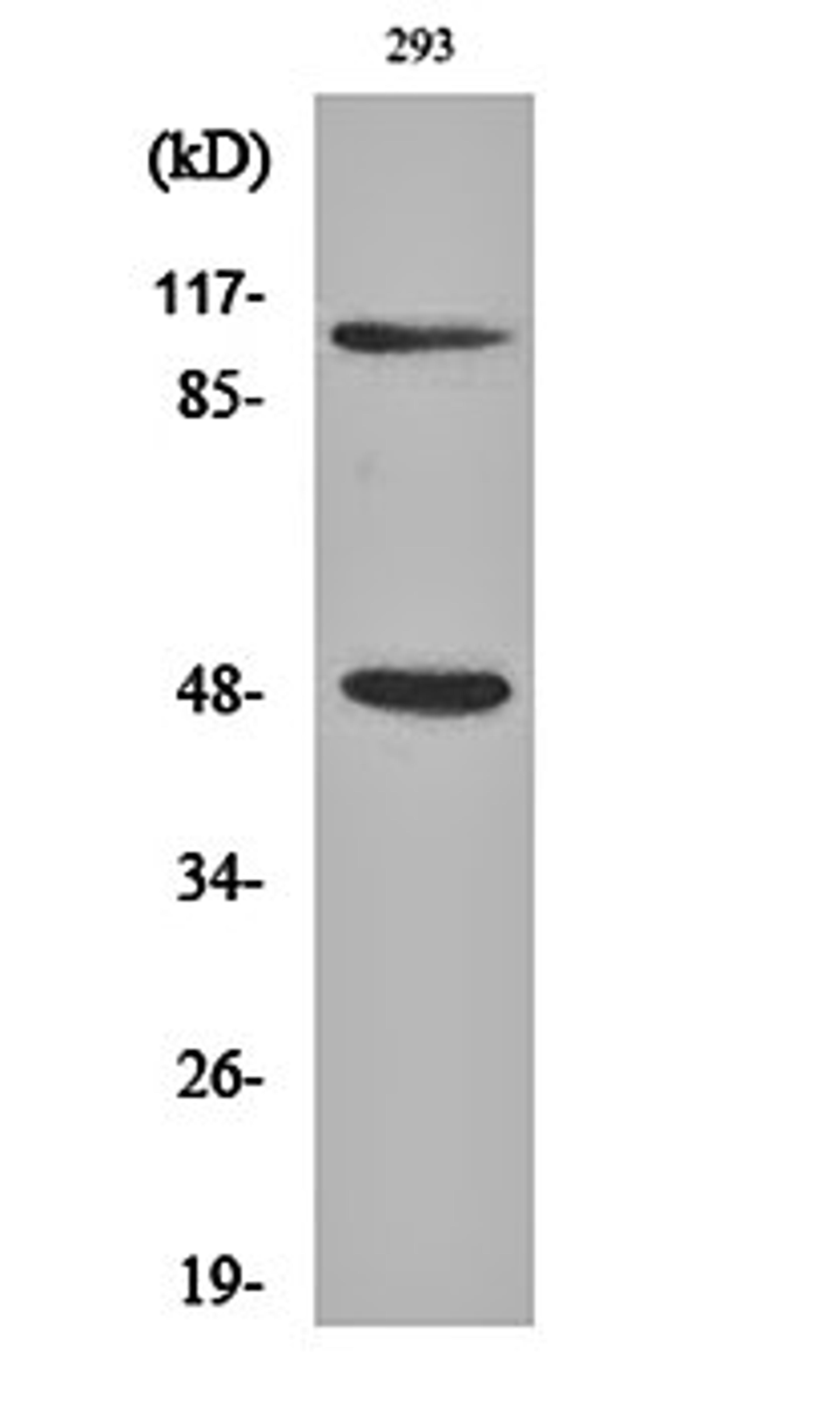 Western blot analysis of 293 cell lysates using NF kappa B-p105/p50 antibody