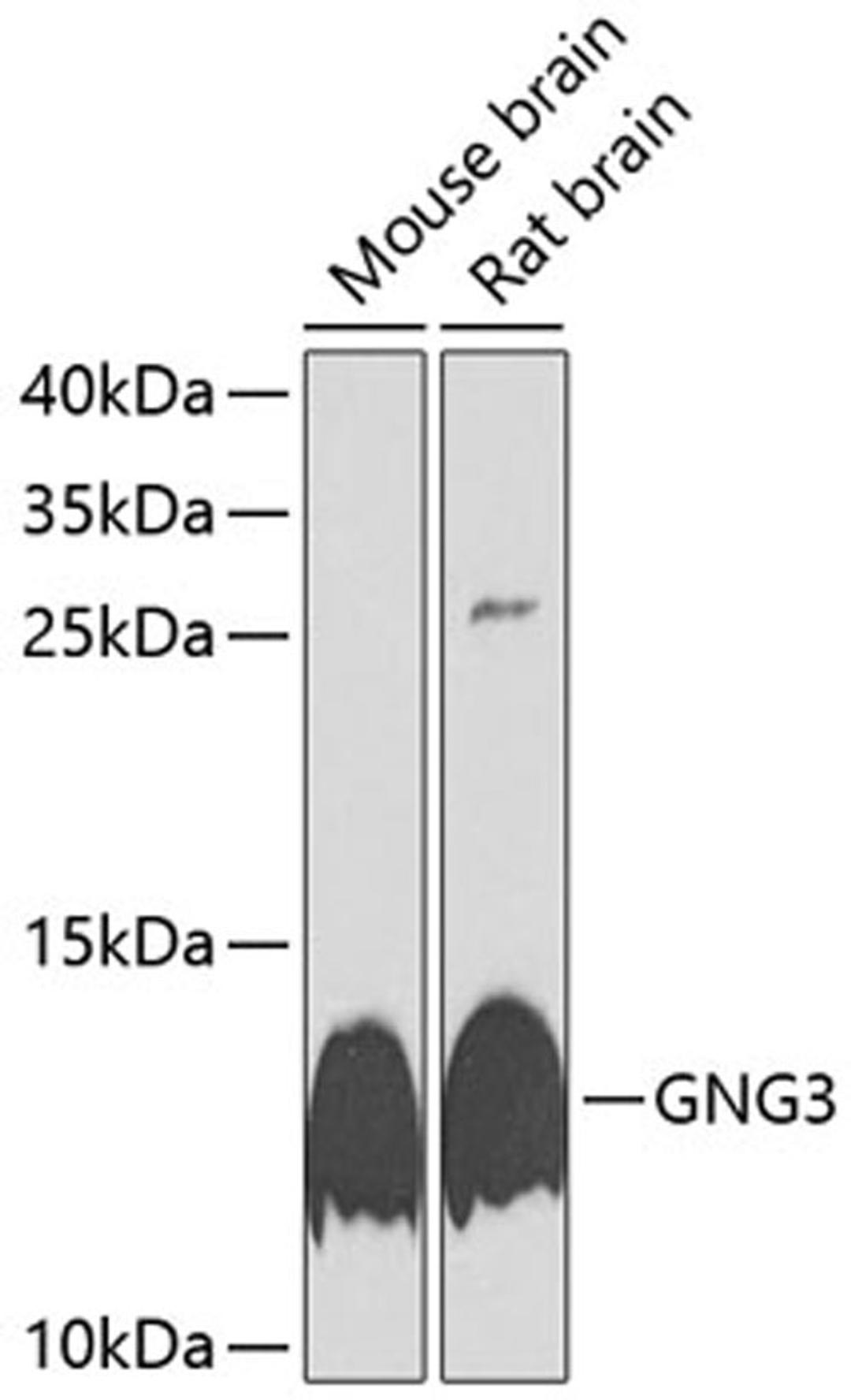 Western blot - GNG3 antibody (A9817)