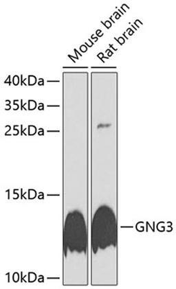 Western blot - GNG3 antibody (A9817)