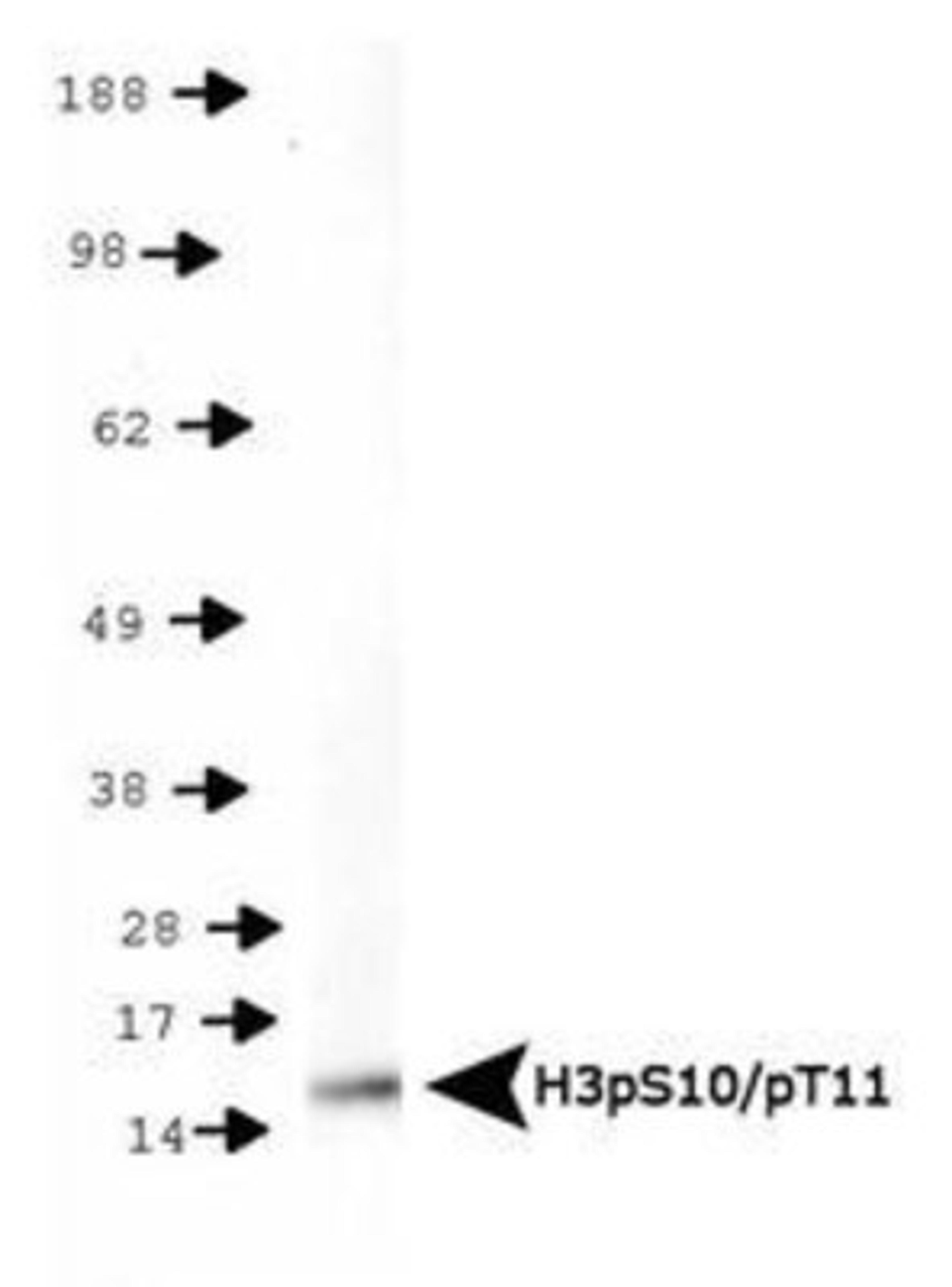 Western Blot: Histone H3 [p Ser10, p Thr11] Antibody [NB21-1092] - WB detection of H3pS10/pT11 in HeLa histone preps.