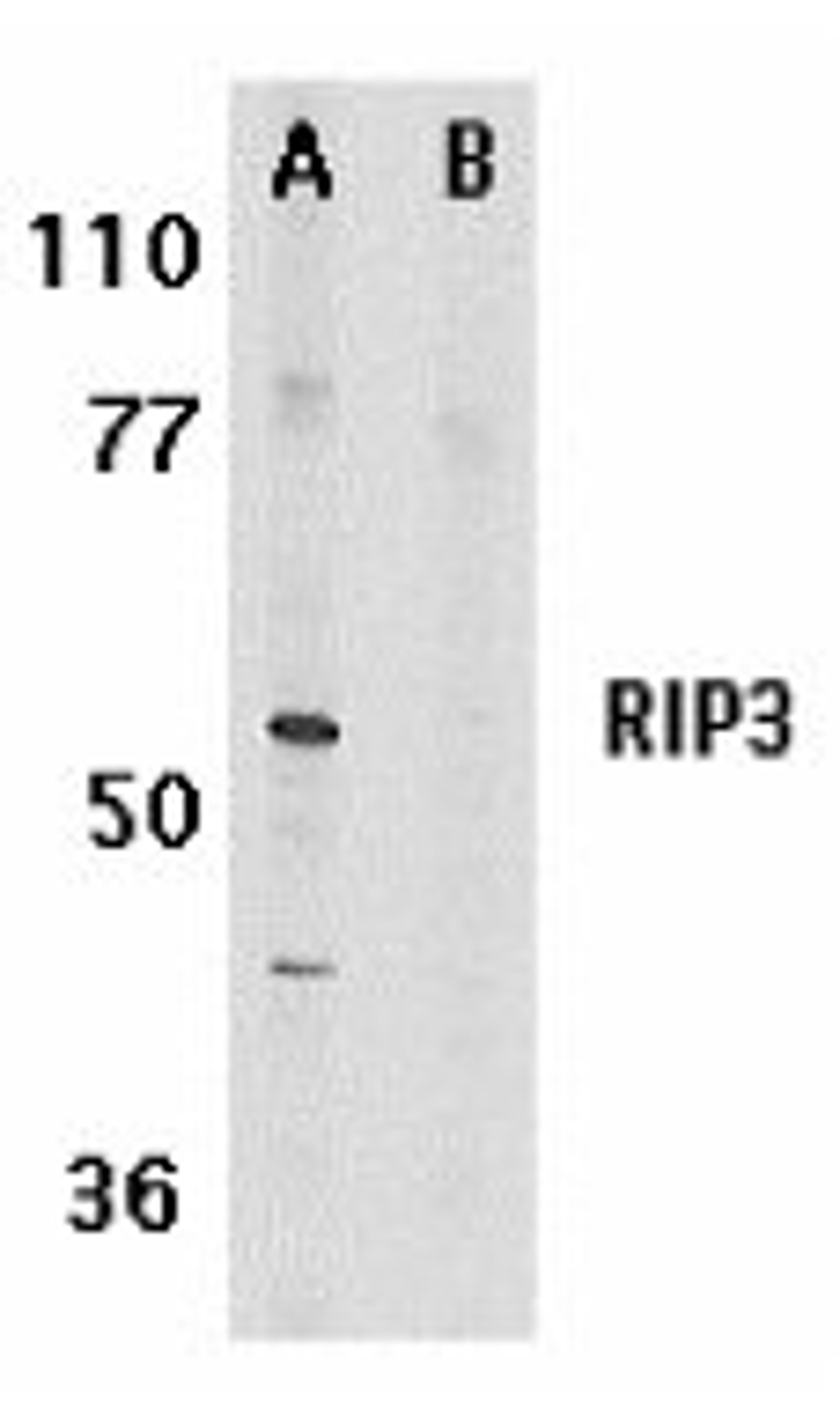 Western blot analysis of whole cell lysate from mouse 3T3 cells