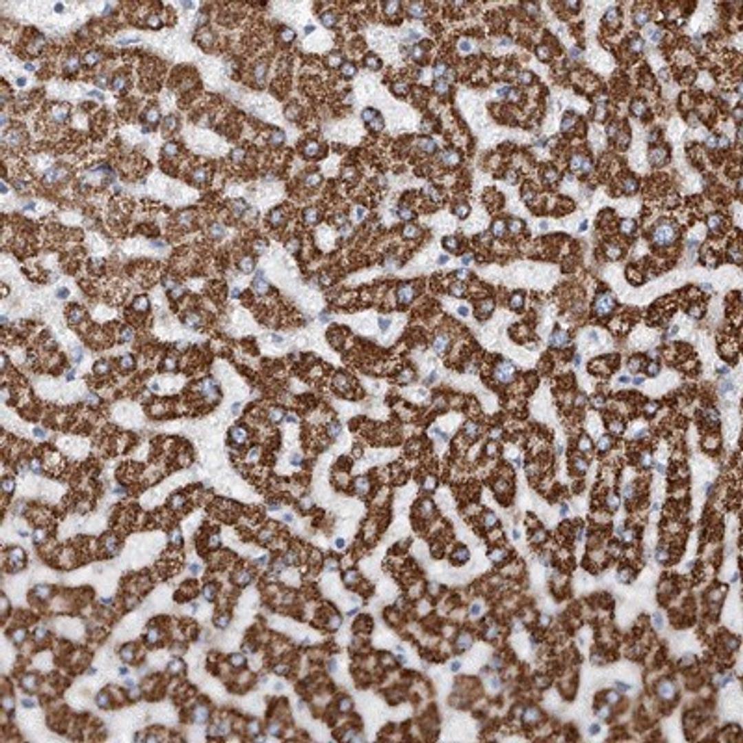 Immunohistochemistry-Paraffin: Glypican 4 Antibody [NBP1-87697] - Staining of human liver shows strong cytoplasmic positivity in hepatocytes.