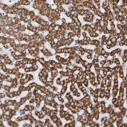 Immunohistochemistry-Paraffin: Glypican 4 Antibody [NBP1-87697] - Staining of human liver shows strong cytoplasmic positivity in hepatocytes.