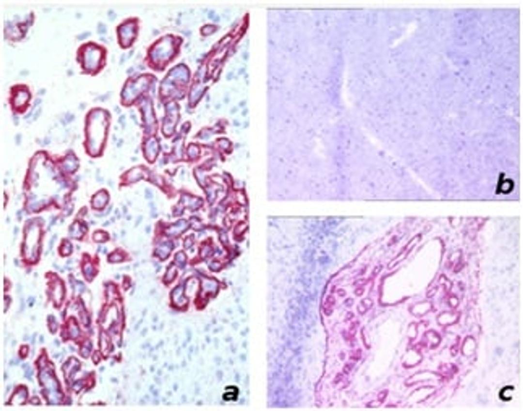 Immunohistochemistry (Frozen sections) - Anti-Fibronectin antibody [BC-1] (ab154210)