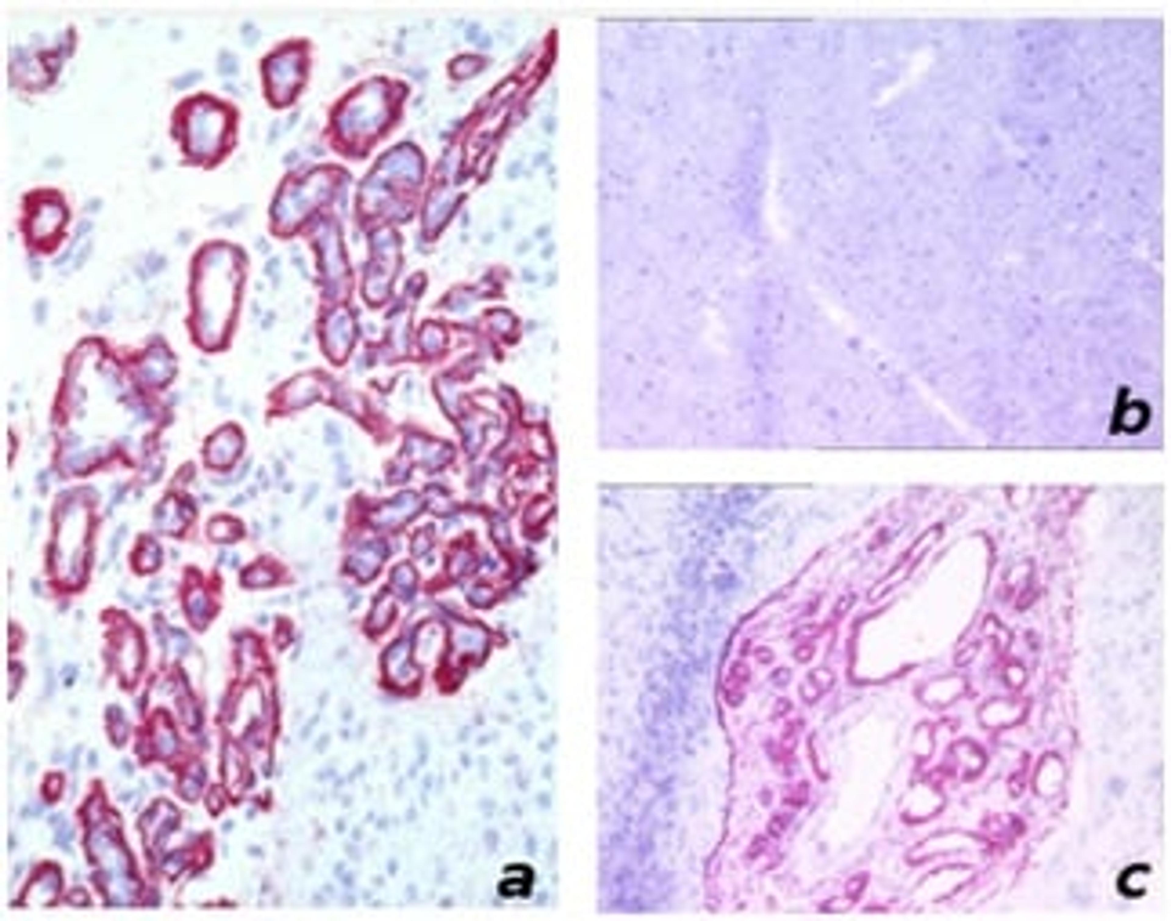 Immunohistochemistry (Frozen sections) - Anti-Fibronectin antibody [BC-1] (ab154210)