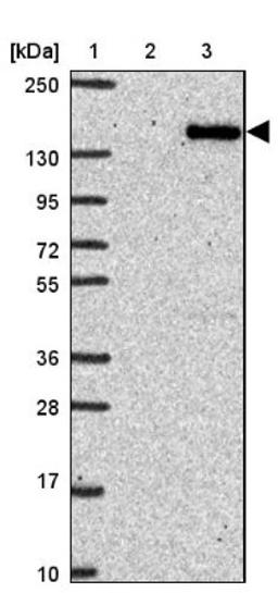 Western Blot: PTPN14/PTPD2 Antibody [NBP2-38712] - Lane 1: Marker [kDa] 250, 130, 95, 72, 55, 36, 28, 17, 10<br/>Lane 2: RT-4<br/>Lane 3: U-251 MG