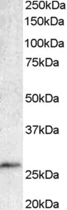 45-325 staining (1ug/ml) of Human Lymphnode lysate (RIPA buffer, 35ug total protein per lane). Primary incubated for 1 hour. Detected by western blot using chemiluminescence.