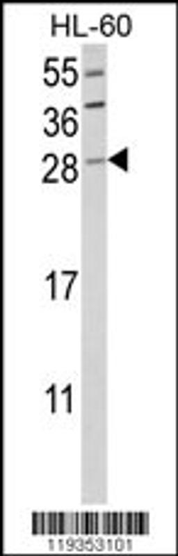 Western blot analysis of GZMB Antibody in HL-60 cell line lysates (35ug/lane)