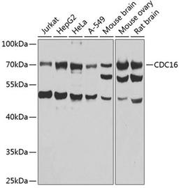 Western blot - CDC16 antibody (A7197)