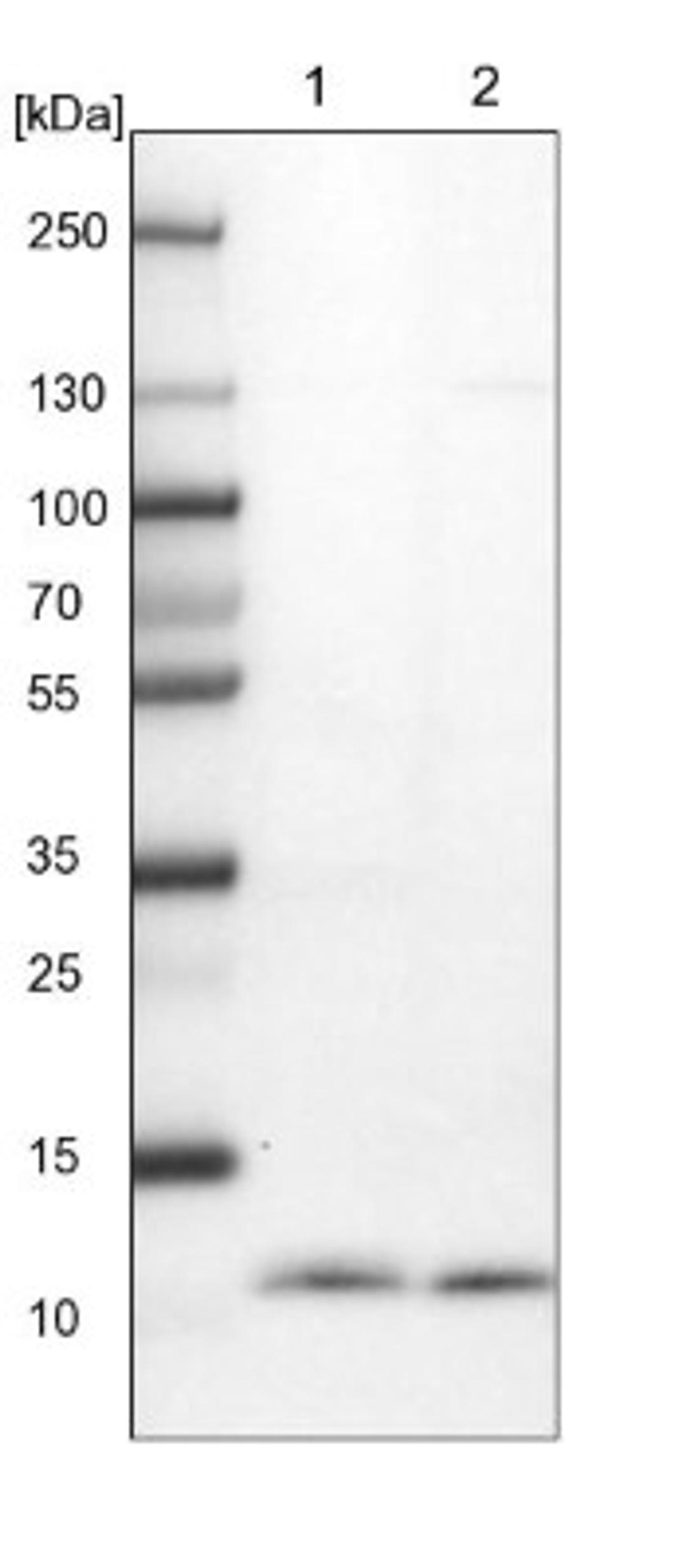 Western Blot: CDC42SE2 Antibody [NBP1-82131] - Lane 1: NIH-3T3 cell lysate (Mouse embryonic fibroblast cells)<br/>Lane 2: NBT-II cell lysate (Rat Wistar bladder tumour cells)