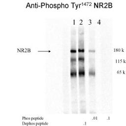 Western blot of rat hippocampal lysate showing phosphospecific immunolabeling of the ~180k NR2B subunit of the NMDAR phosphorylated at Tyr1472.