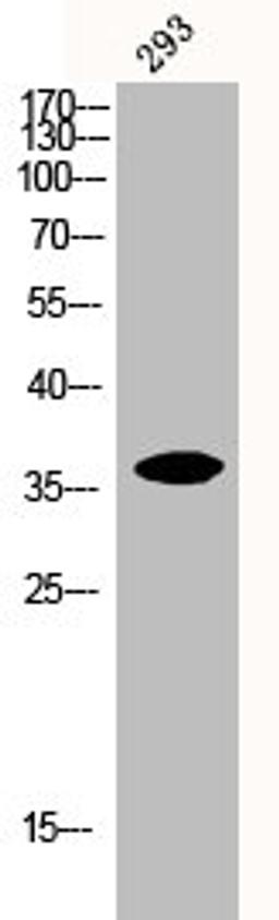 Western Blot analysis of 293 cells using Iκ;B-α Polyclonal Antibody