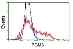 Flow Cytometry: PGM3 Antibody (1A11) [NBP2-03734] - HEK293T cells transfected with either overexpression plasmid (Red) or empty vector control plasmid (Blue) were immunostained by anti-PGM3 antibody, and then analyzed by flow cytometry.