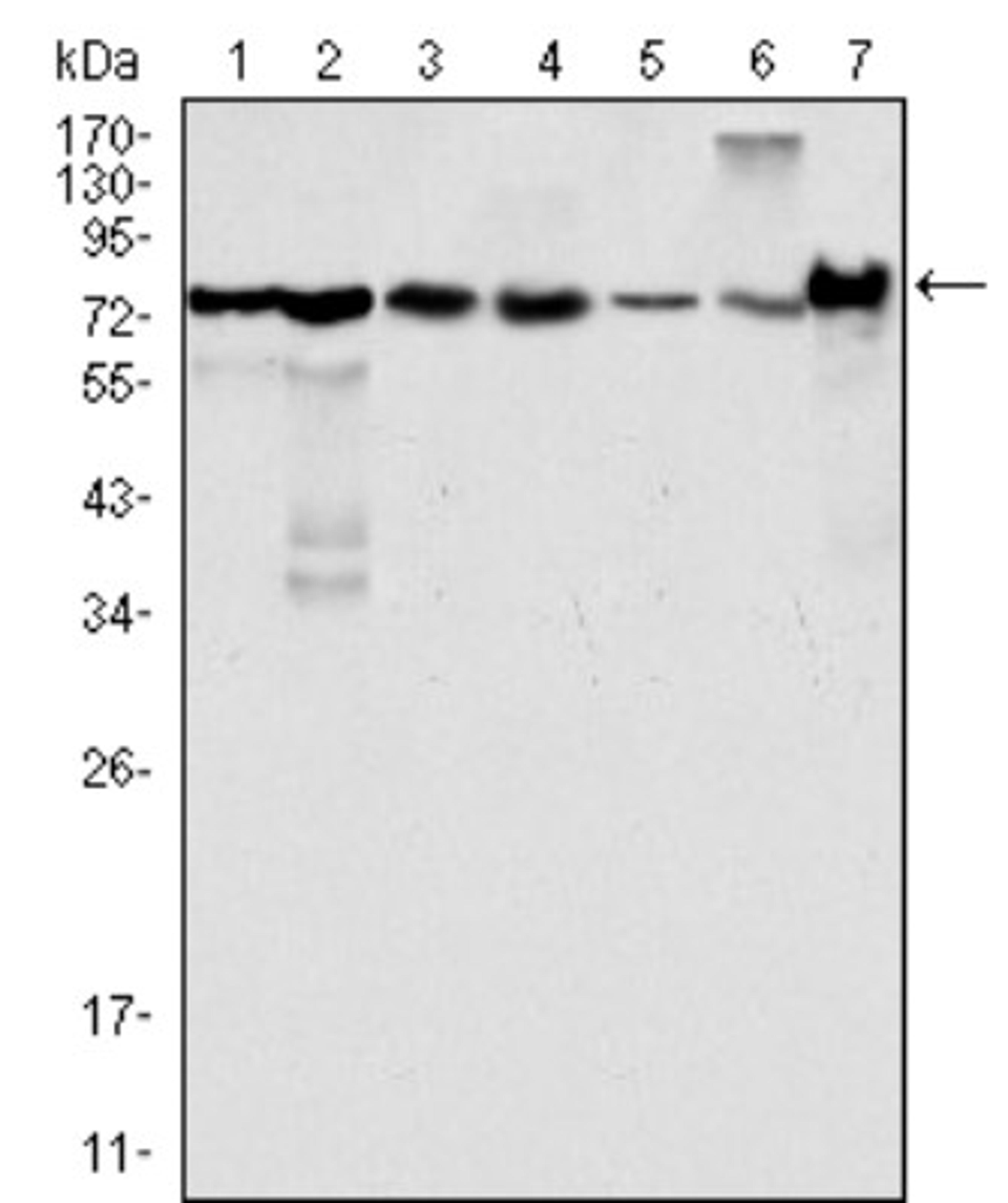 Western Blot: LPP Antibody (8B3A11) [NBP1-47516] - Analysis using LPP mouse mAb against Hela (1), NIH/3T3 (2), COS (3), Caki (4), MCF-7 (5), HepG2 (6) and SMMC-7721 (7) cell lysate.