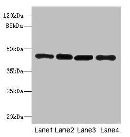 Western blot. All lanes: PAICSantibody at 3.98ug/ml. Lane 1: Hela whole cell lysate. Lane 2: Raji whole cell lysate. Lane 3: 293T whole cell lysate. Lane 4: NIH/3T3 whole cell lysate. Secondary. Goat polyclonal to rabbit IgG at 1/10000 dilution. Predicted band size: 47 kDa. Observed band size: 47 kDa. 