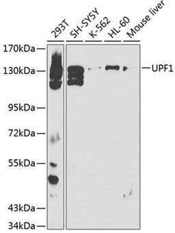 Western blot - UPF1 antibody (A1521)