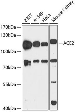 Western blot - ACE2 antibody (A12737)