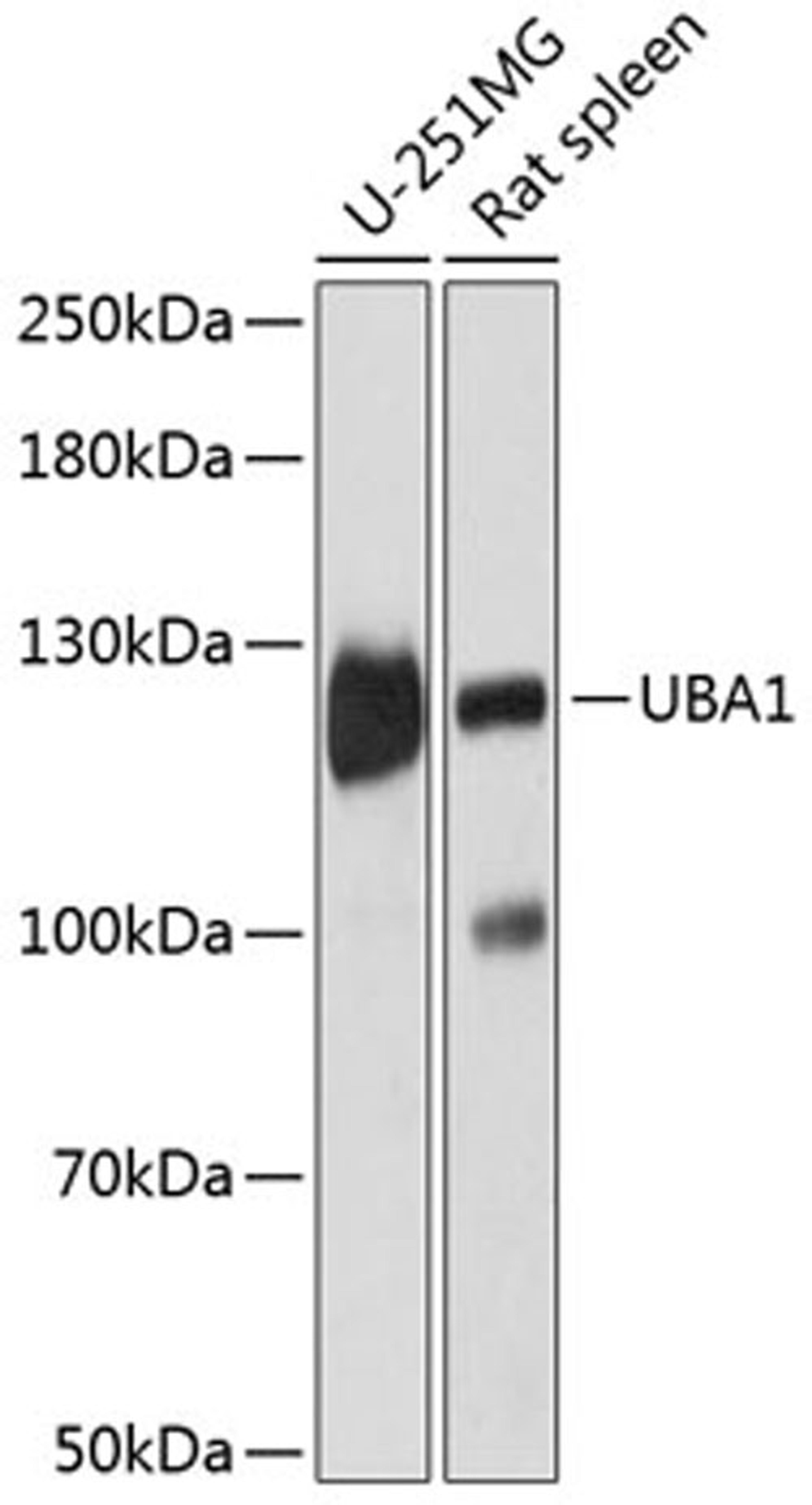 Western blot - UBA1 antibody (A12359)