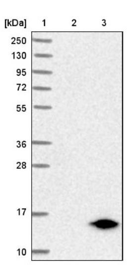 Western Blot: GNG2 Antibody [NBP1-86156] - Lane 1: Marker [kDa] 250, 130, 95, 72, 55, 36, 28, 17, 10<br/>Lane 2: Negative control (vector only transfected HEK293T lysate)<br/>Lane 3: Over-expression lysate (Co-expressed with a C-terminal myc-DDK tag (~3.1 kDa) in mammalian HEK293T cells, LY403285)