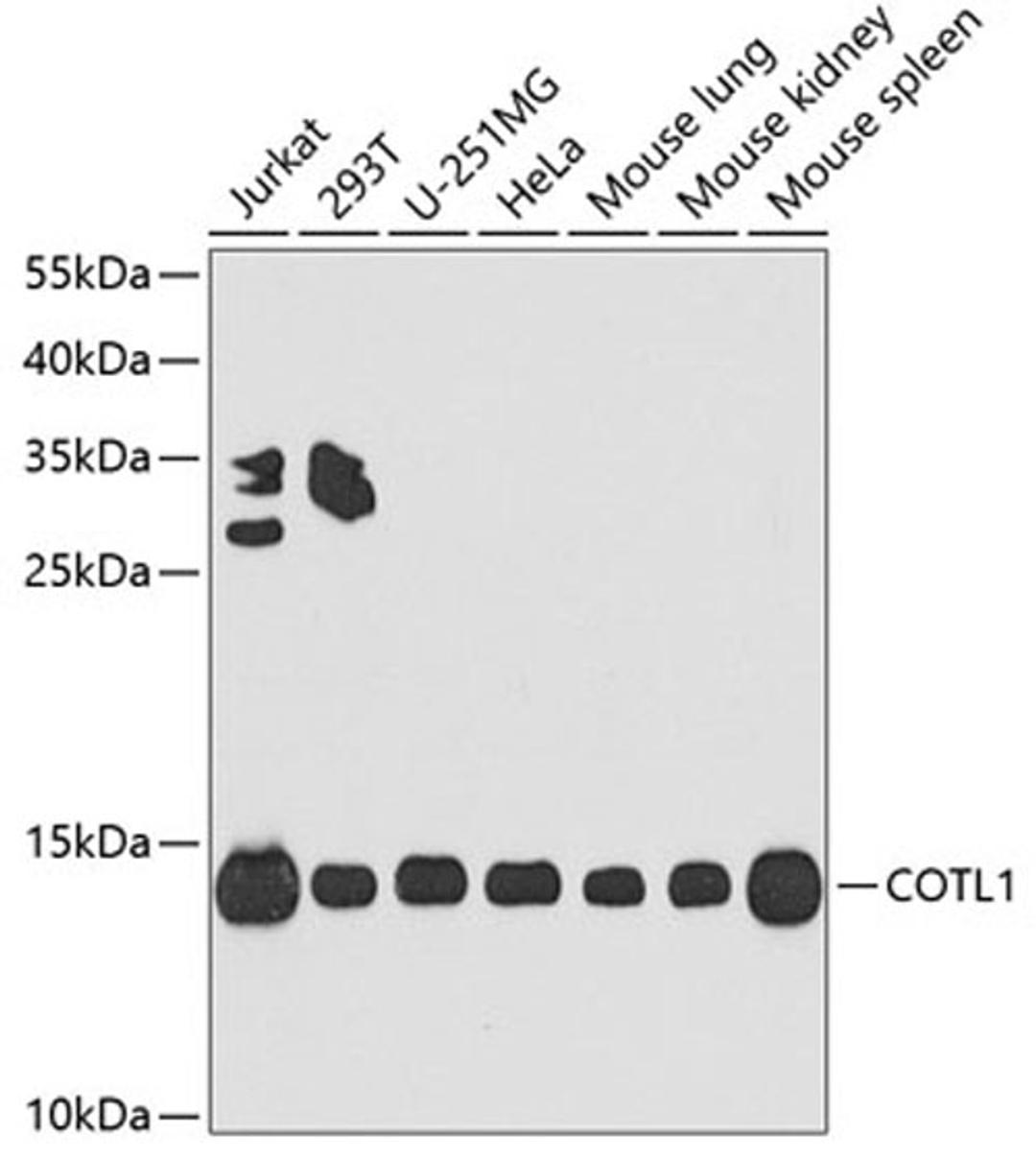 Western blot - COTL1 antibody (A4550)