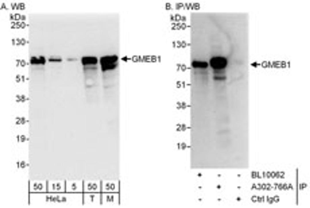 Detection of human and mouse GMEB1 by western blot (h&m) and immunoprecipitation (h).