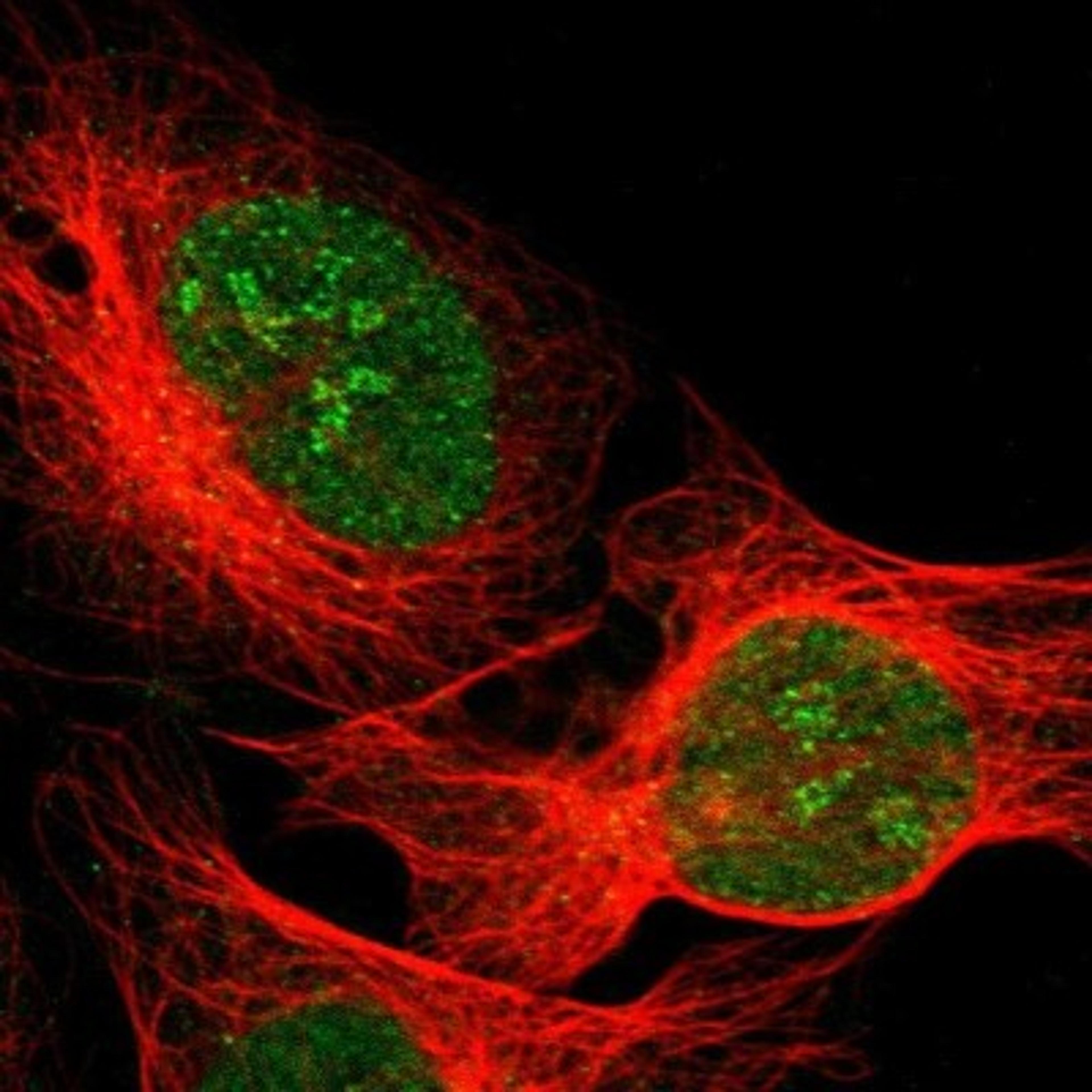 Immunocytochemistry/Immunofluorescence: SAP102 Antibody [NBP1-87691] - Staining of human cell line U-2 OS shows positivity in nucleus & nucleoli.