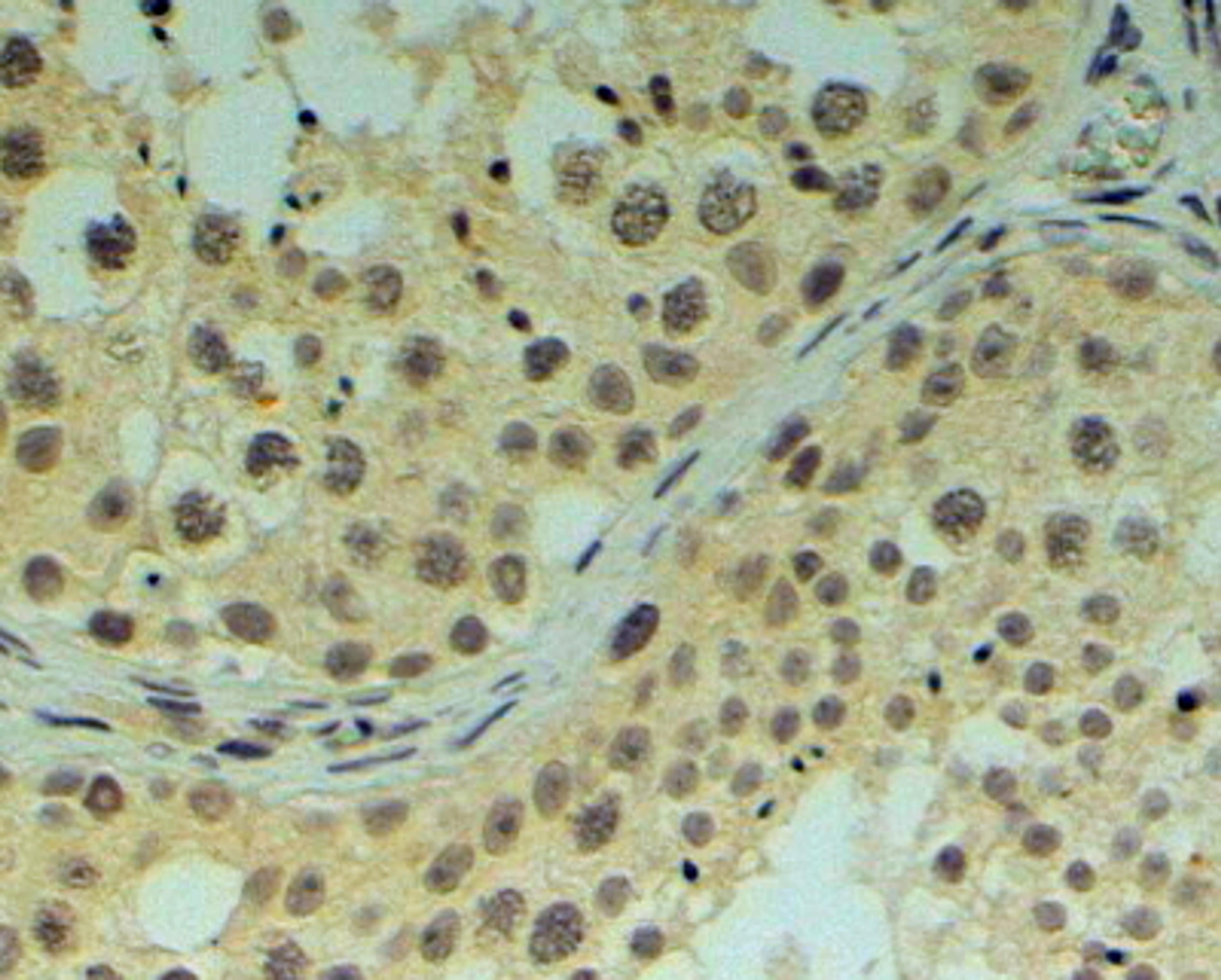 46-281 (4ug/ml) staining of paraffin embedded Human Testis. Steamed antigen retrieval with Tris/EDTA buffer pH 9, HRP-staining.