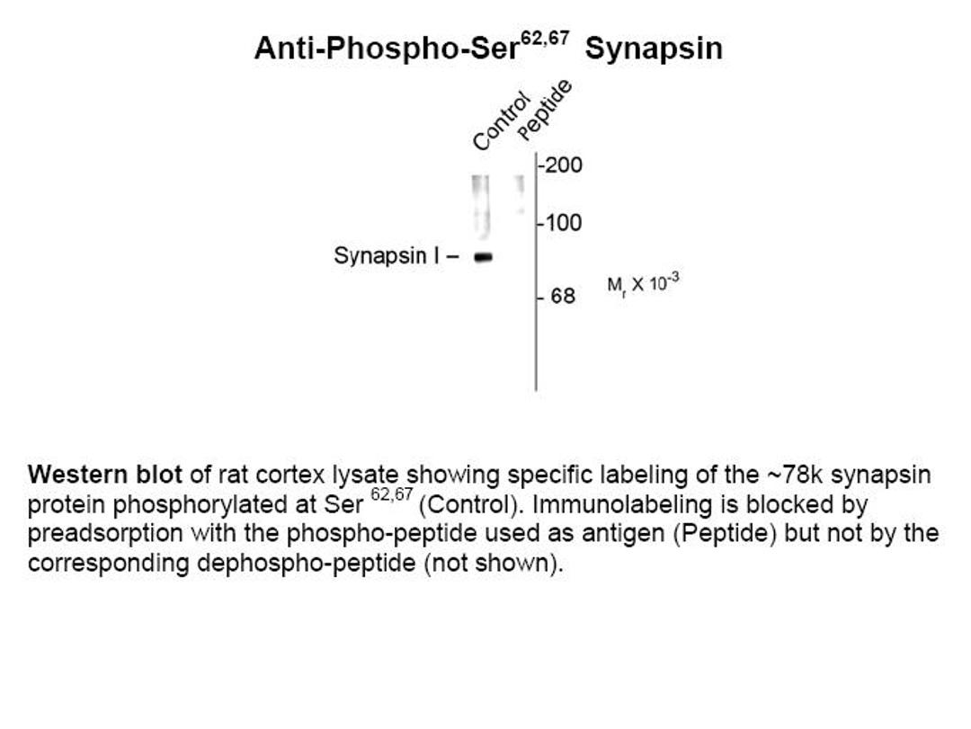 Western blot of rat cortex lysate showing specific labeling of the ~78k synapsin protein phosphorylated at Ser 62,67 (Control). Immunolabeling is blocked by preadsorption with the phospho-peptide used as antigen (Peptide) but not by the corresponding deph